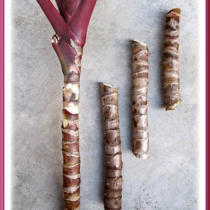 Cordyline Fruticosa Hawaiian Ti Plant Terminal Cuttings, Stems. Easy to Root and Grow image 1