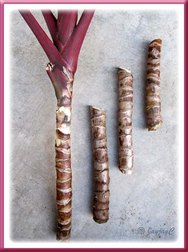 Cordyline Fruticosa Hawaiian Ti Plant Terminal Cuttings, Stems. Easy to Root and Grow image 1