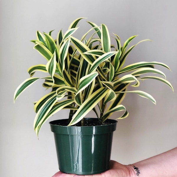 Dracaena Reflexa Variegata ~ Song of India- Live Rooted Plant