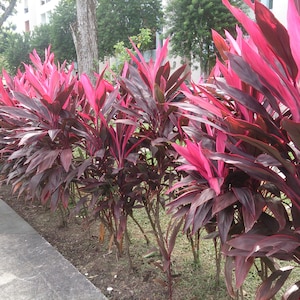 Cordyline Fruticosa Hawaiian Ti Plant Terminal Cuttings, Stems. Easy to Root and Grow image 10