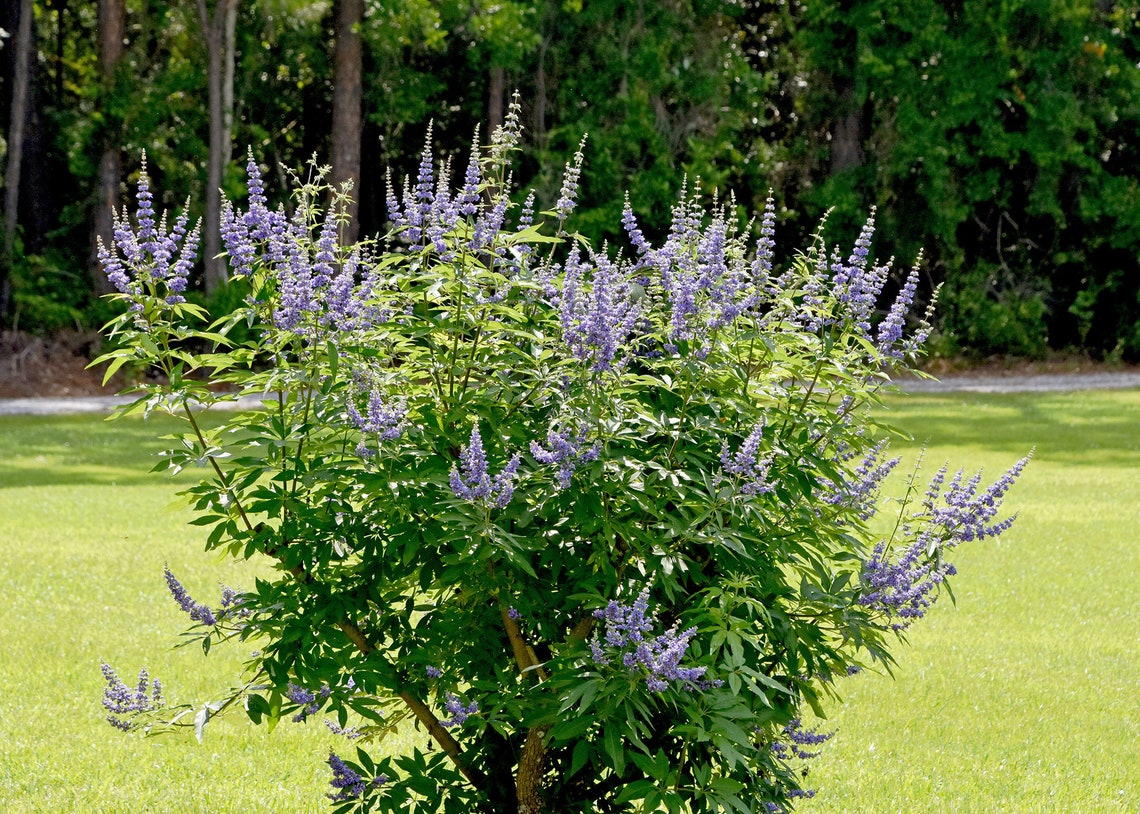What Is Vitex Chaste Tree Used For – HGCGXU