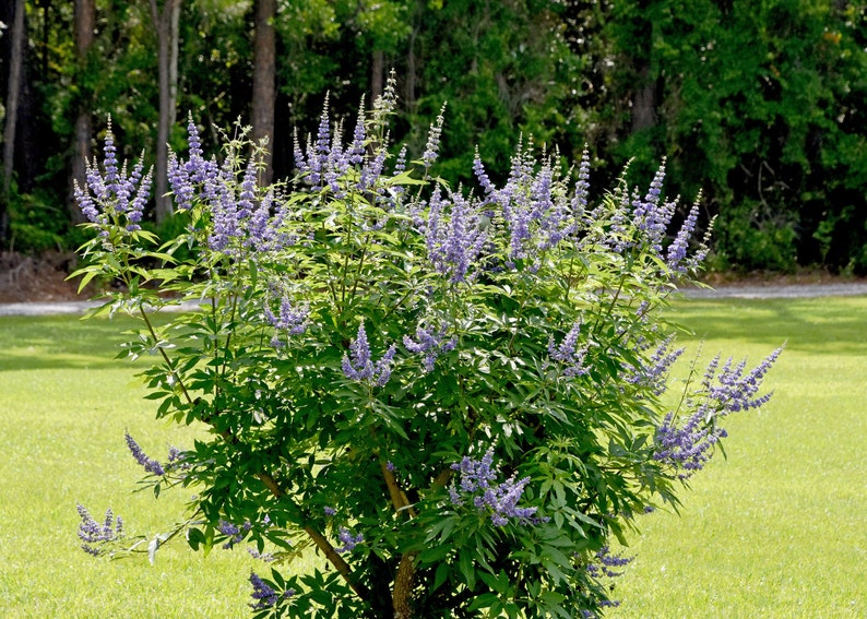 Texas Lilac Beautiful Fragrant Drought Tolerant Hardy Shrub Vitex Seeds Agnus-castus Chaste Tree Chaste Tree Berries