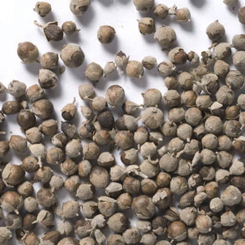 Texas Lilac Beautiful Fragrant Drought Tolerant Hardy Shrub Vitex Seeds Agnus-castus Chaste Tree Chaste Tree Berries