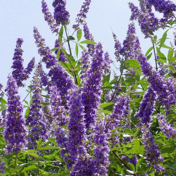 Vitex Seeds, Chaste Tree, Agnus-castus, Texas Lilac, Chaste Tree Berries, Beautiful Fragrant Drought Tolerant Hardy Shrub