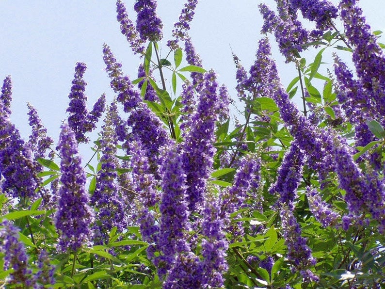 Texas Lilac Beautiful Fragrant Drought Tolerant Hardy Shrub Vitex Seeds Agnus-castus Chaste Tree Chaste Tree Berries