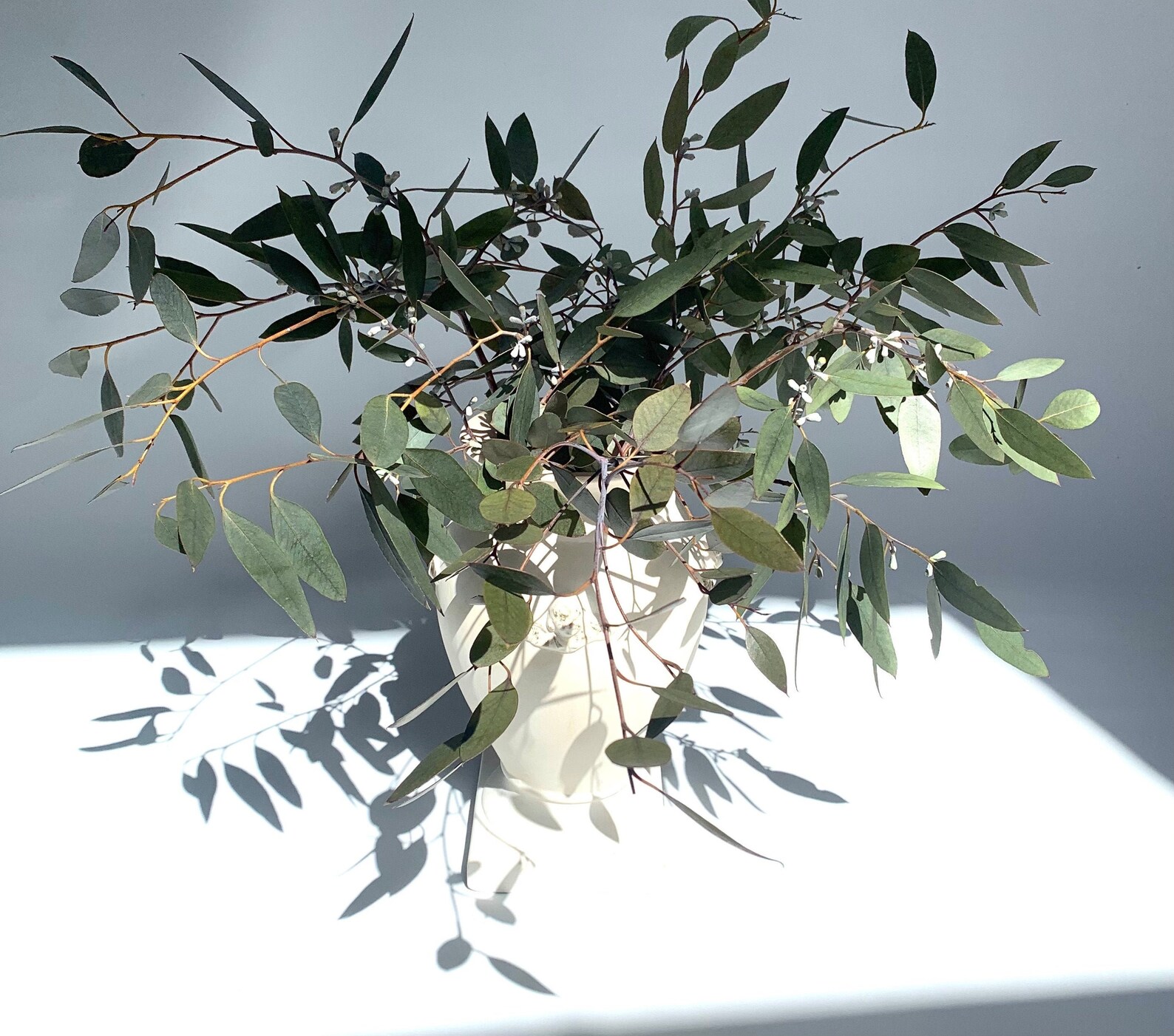 Fresh Eucalyptus bouquet Etsy