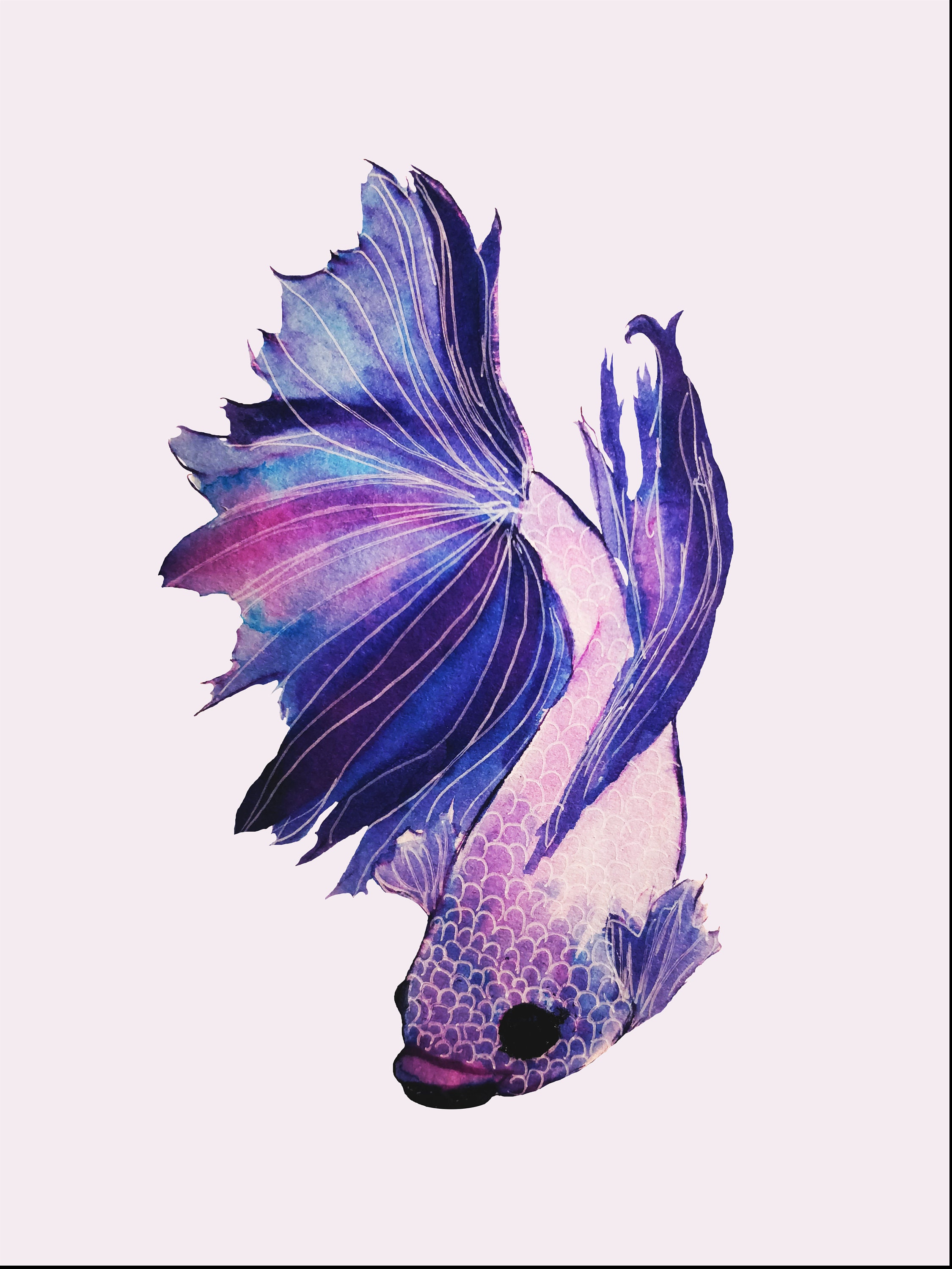 Betta Fish Downloadable Print | Etsy