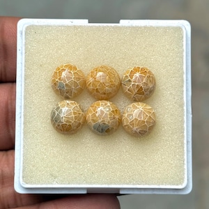 May include: Six spherical, fossilized coral cabochons in a white plastic tray with a beige foam insert. The cabochons are a mix of tan, brown, and grey, with a distinctive honeycomb-like pattern. These gemstones are ideal for jewelry making.