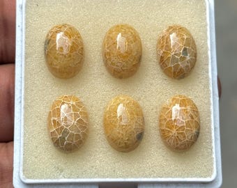 AAA+ Natural Fossil Coral Cabochon: Oval Flat Back Gemstone