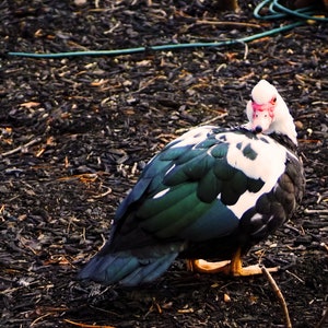 Muscovy Duck Digital Photo Download 3984 x 3888px