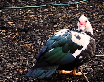 Muscovy Duck Digital Photo Download 3984 x 3888px
