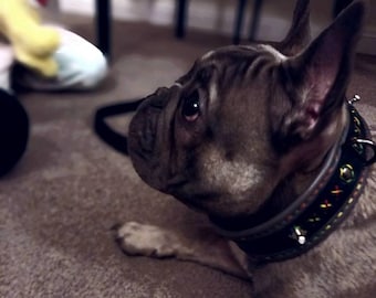 Red Leather Studded Dog Collar: Adjustable (45-49 cm)