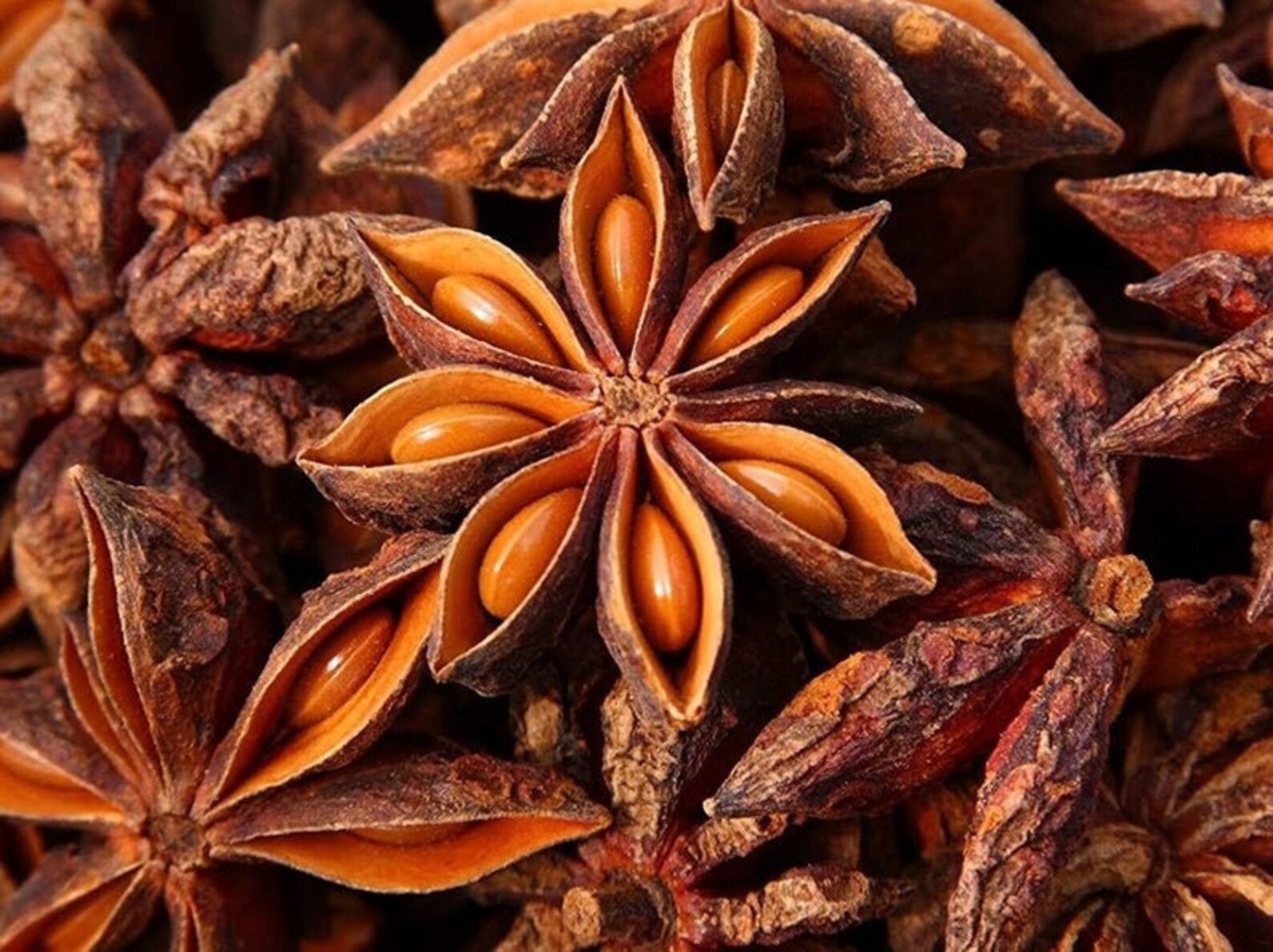 BEST INDIAN 100 NATURAL Star Anise Autumn Star Anise Chakra Etsy