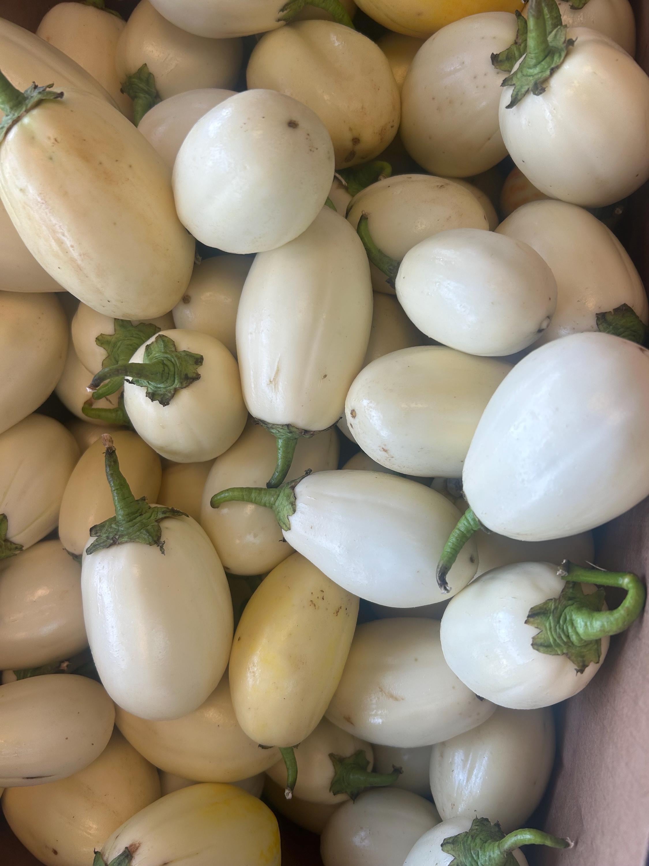 fresh-garden-eggs-african-garden-eggs-2lb-etsy