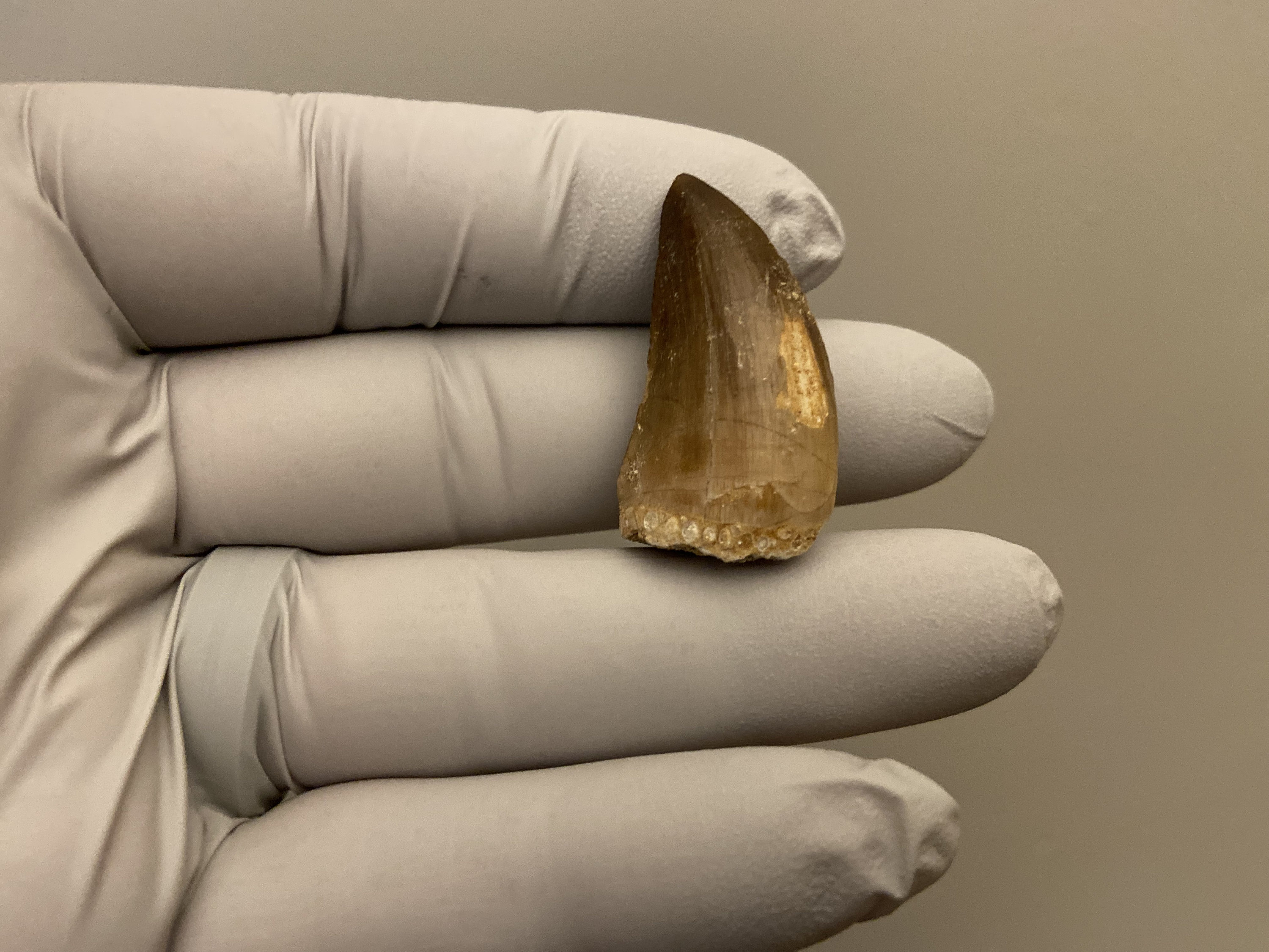 Grand Canyon'S Ancient Wonders: Fossils And The Story Of Life'S Boom - sghriww