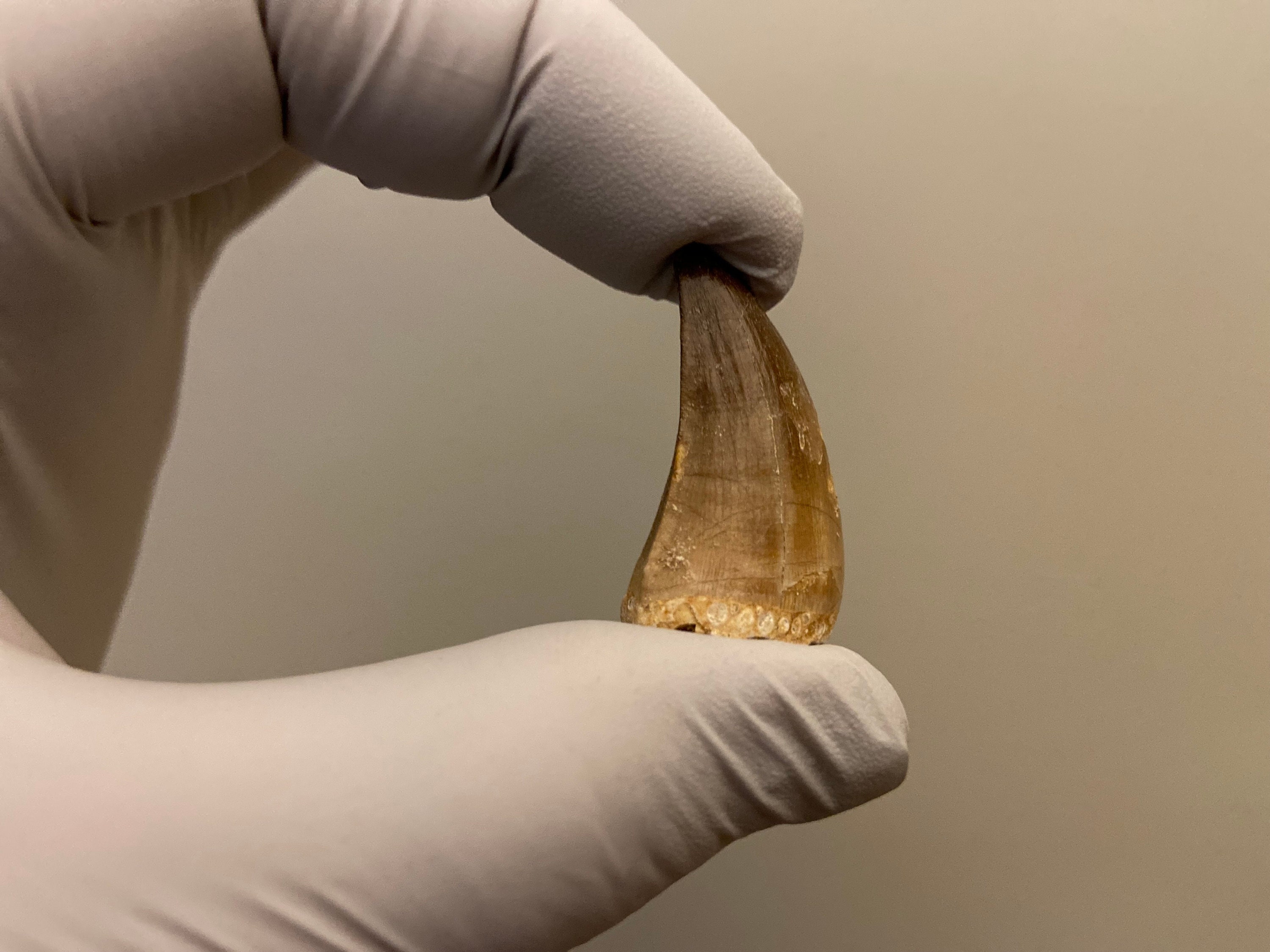 Grand Canyon'S Ancient Wonders: Fossils And The Story Of Life'S Boom - dhb38wi