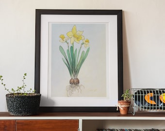 Botanische Narzisse Studie, Druck von Original Aquarell, Biologie Liebhaber Blumen Wand dekor, Boho Blumen Liebhaber Poster, März Geburt Blume Geschenk