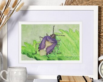 Stinkbug Poster, Druck von Original Aquarell, Haarschildbug Illustration