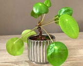 Pilea Peperomioides plant, Pilea, Chinese money plant, UFO plant, baby plant, houseplant, urban jungle