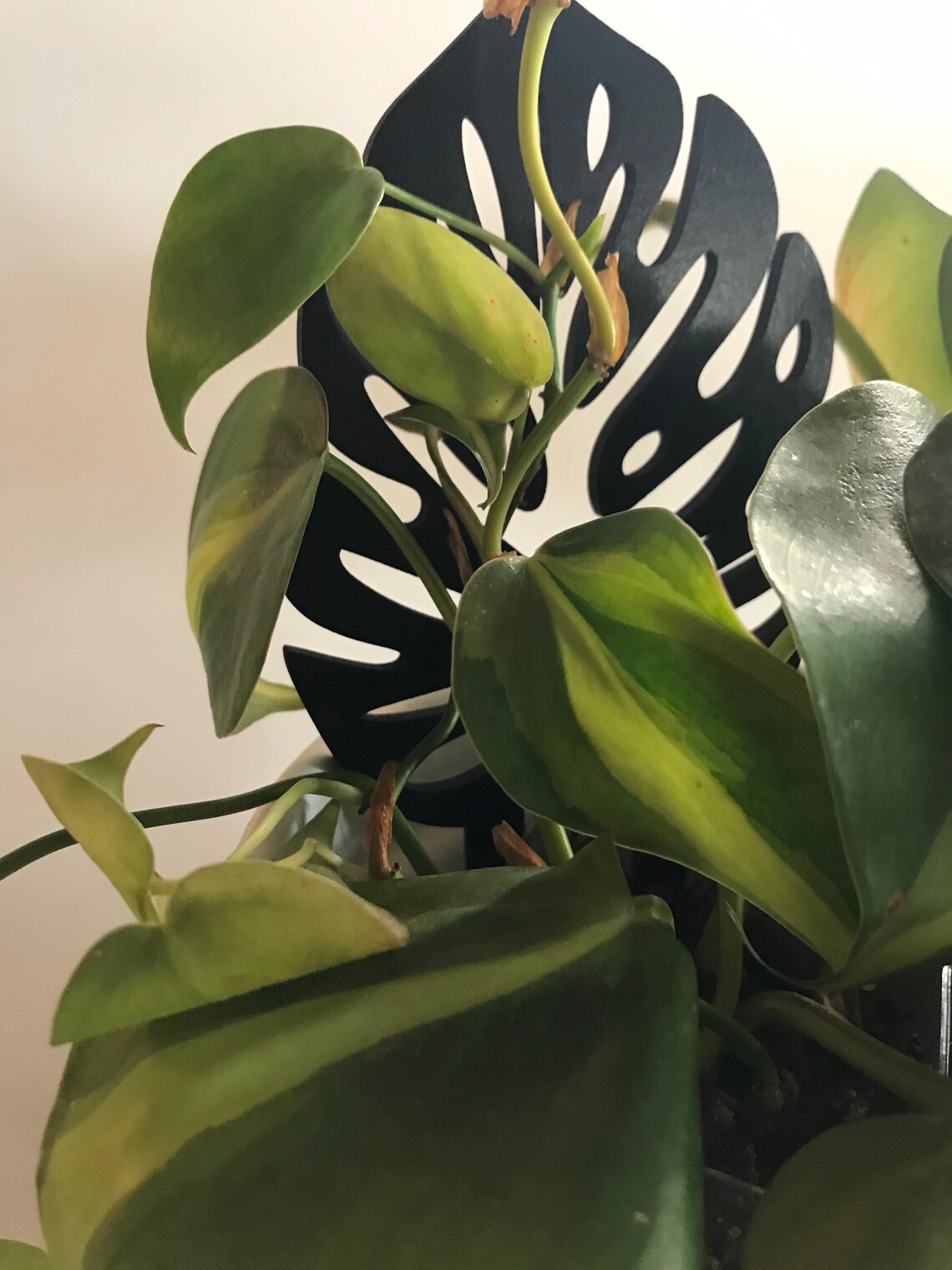 Fileonly 2 Monstera Leaf Trellises DIGITAL SVG FILE Only Etsy