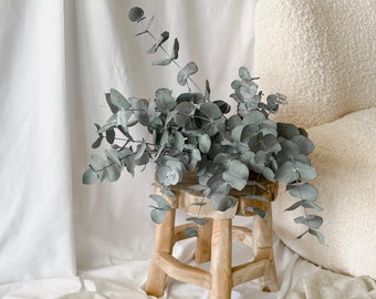 Eucalyptus stabilisé, décoration florale, bouquet d'eucalyptus cinerea, fleurs séchées