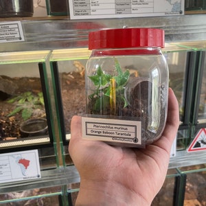 Brachypelma hamorii ex. smithi Mexican Red Knee Tarantula Laminated Enclosure Label Exotic Pet Informative Customisable image 9