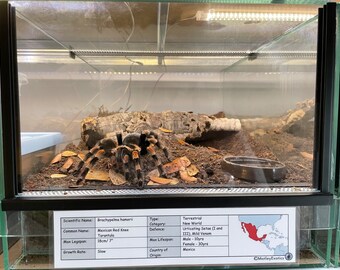 Heteroscodra maculata (Togo Starburst Baboon Tarantula) Laminated Enclosure Label Exotic Pet Informative Customisable