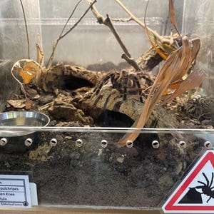 Warning Signs for Terrarium /Vivarium -Laminated Tarantula, Reptile, Snake, Lizard, Gecko, Snail, Invertebrate, Ants, Spider, Exotic Pets 2 Spider at Work