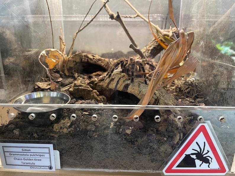 Warning Signs for Terrarium /Vivarium -Laminated Tarantula, Reptile, Snake, Lizard, Gecko, Snail, Invertebrate, Ants, Spider, Exotic Pets 2 Spider at Work