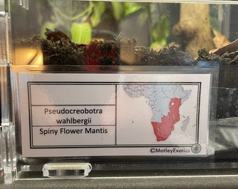 Mantis Vivarium Label With Map Laminated Enclosure Label Exotic Pet Invertebrate Orchid, Leaf, Giant Asian, Flower, Devil