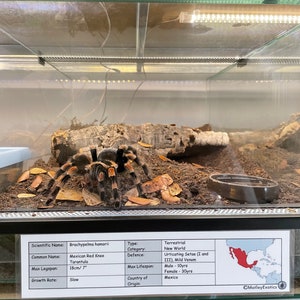 Chilobrachys fimbriatus (tarântula do tigre da terra violeta indiana) Etiqueta laminada para animais de estimação exóticos informativo personalizável