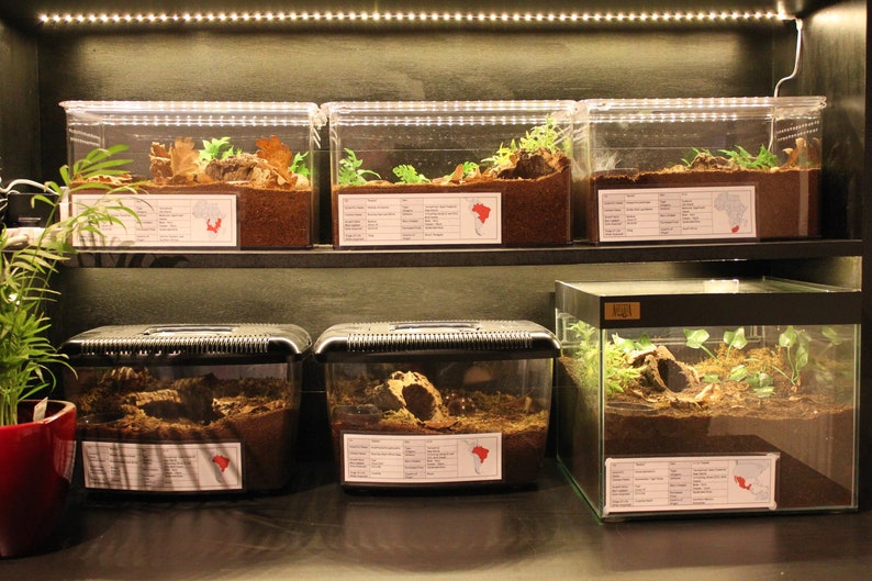 Pink Zebra Beauty Tarantula Eupalaestrus campestratus Enclosure Label Exotic Pet Informative Customisable