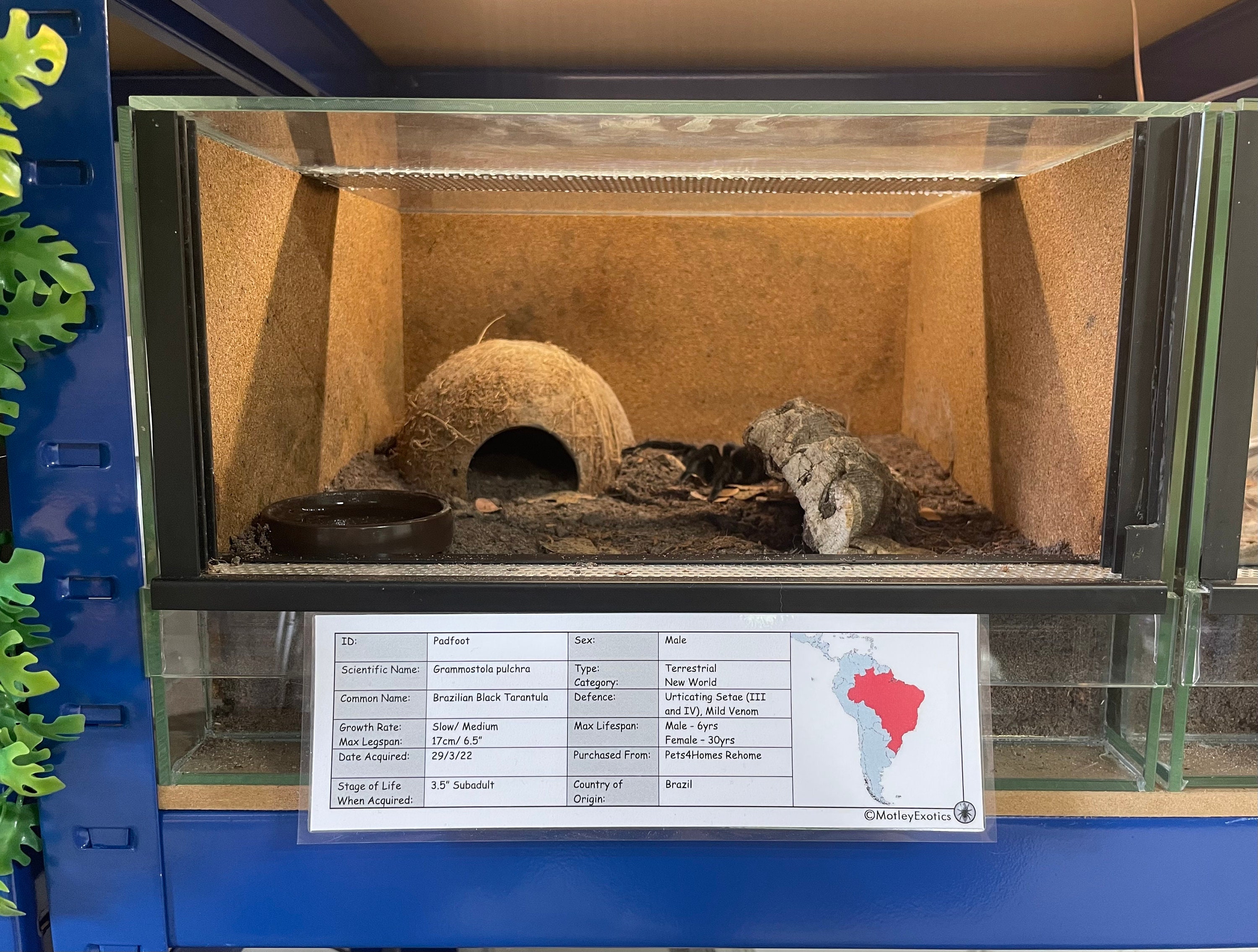 2.5cm ソコトラアイランドブルーバブーン【Monocentropus balfouri】タランチュラ Monocentropus balfouri (ソコトラ島ブルーバブーンタランチュラ