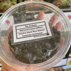 Pamphobeteus antinous Bolivian Steely Blue Leg Tarantula Laminated Enclosure Label Exotic Pet Informative Customisable Custom Small Label