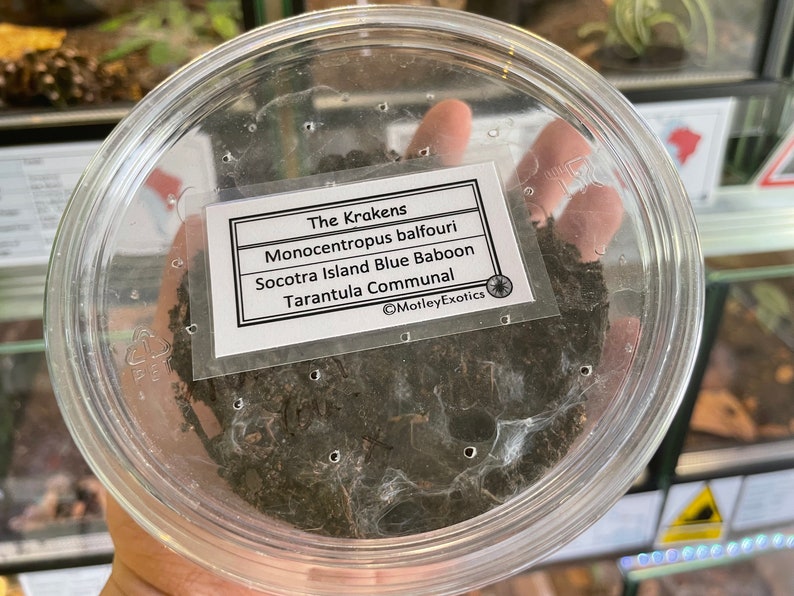 Pamphobeteus antinous Bolivian Steely Blue Leg Tarantula Laminated Enclosure Label Exotic Pet Informative Customisable Custom Small Label