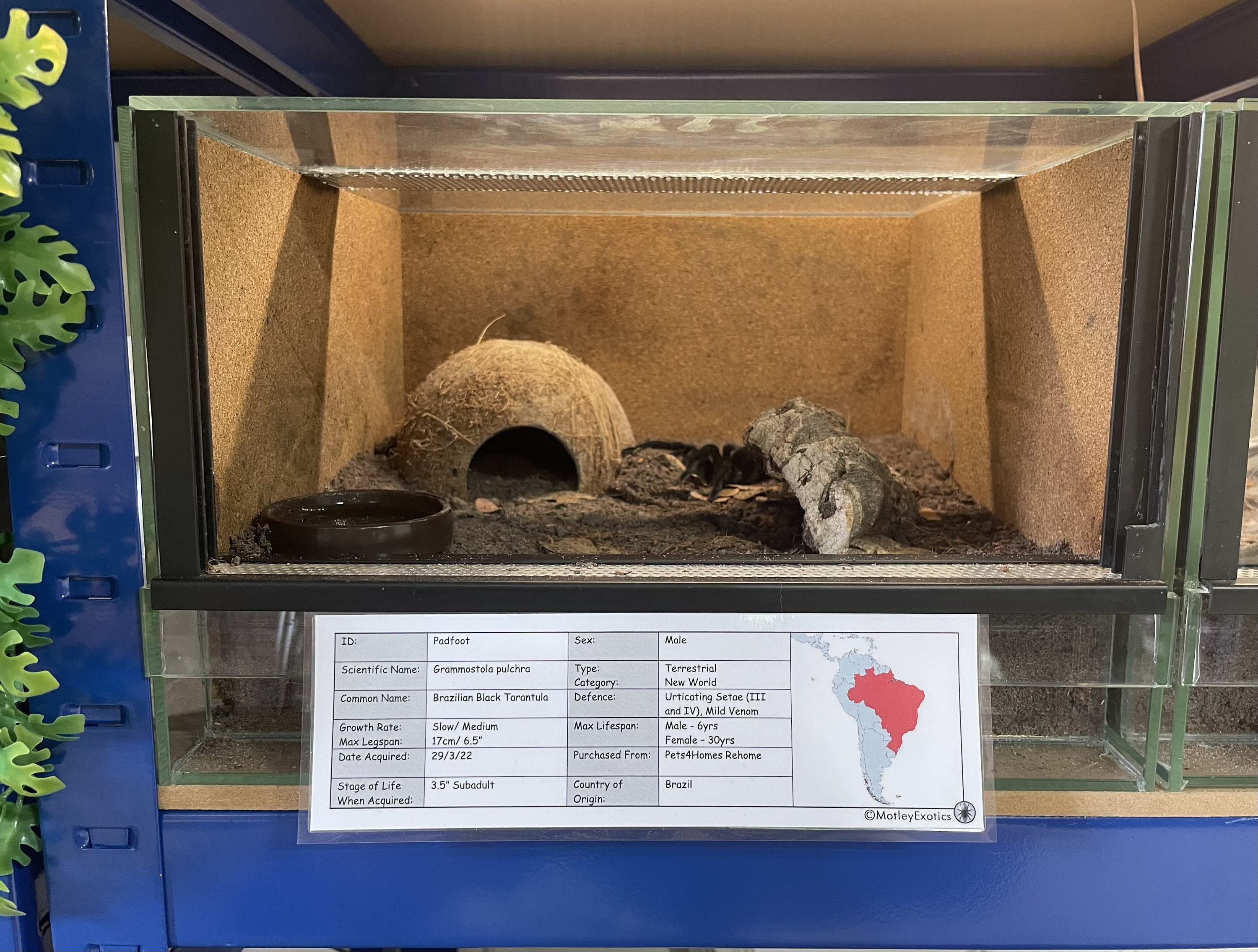 Acanthoscurria Geniculata (brazilian Giant White Knee Tarantula