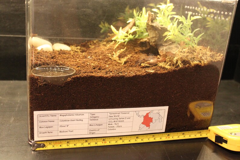Pink Zebra Beauty Tarantula Eupalaestrus campestratus Enclosure Label Exotic Pet Informative Customisable
