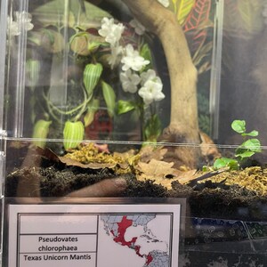 Mantis Vivarium Label With Map Laminated Enclosure Label Exotic Pet ...