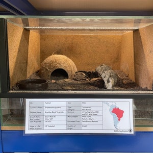 Brachypelma hamorii ex. smithi Mexican Red Knee Tarantula Laminated Enclosure Label Exotic Pet Informative Customisable image 2