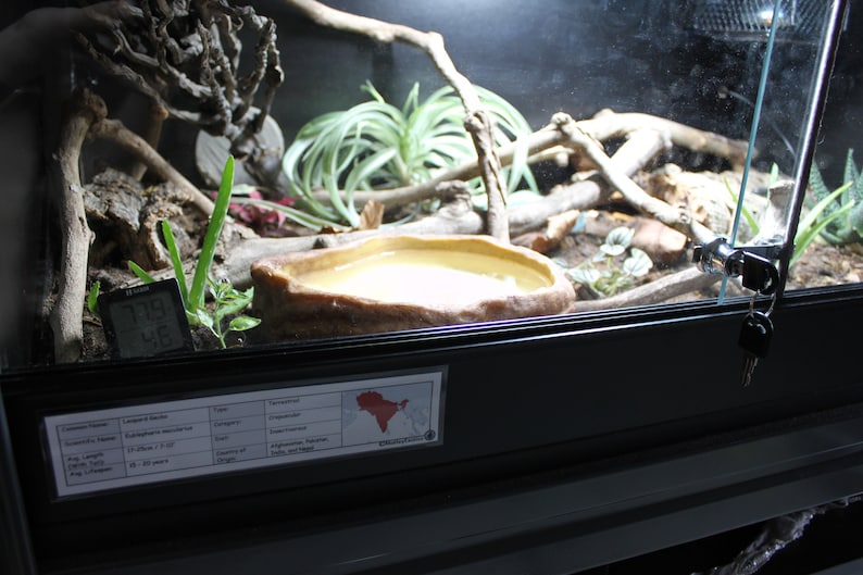 May include: A black terrarium with a glass front, a brown ceramic water dish, a thermometer, and a label with the text "Common Name: Leopard Gecko, Scientific Name: Eublepharis macularius, Size: 17-20cm (6.7-7.9in), Lifespan: 10-20 years, Origin: Afghanistan, Pakistan, Iran, India, and Iraq".