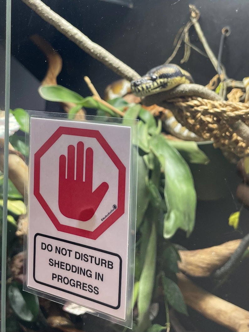 Warning Signs for Terrarium /Vivarium -Laminated Tarantula, Reptile, Snake, Lizard, Gecko, Snail, Invertebrate, Ants, Spider, Exotic Pets 10 Not Disturb Shed