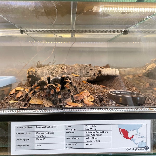 Grammostola pulchra (Brazilian Black Tarantula) Laminated Enclosure Label Exotic Pet Informative Customisable