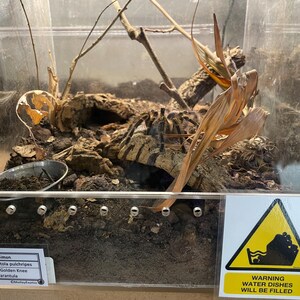 Warning Signs for Terrarium /Vivarium -Laminated Tarantula, Reptile, Snake, Lizard, Gecko, Snail, Invertebrate, Ants, Spider, Exotic Pets 9 Water Dishes Fill