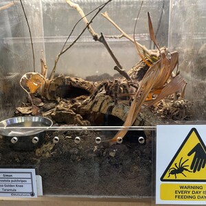 Warning Signs for Terrarium /Vivarium -Laminated Tarantula, Reptile, Snake, Lizard, Gecko, Snail, Invertebrate, Ants, Spider, Exotic Pets image 5