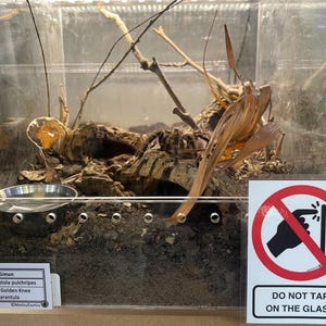 Warning Signs for Terrarium /Vivarium -Laminated Tarantula, Reptile, Snake, Lizard, Gecko, Snail, Invertebrate, Ants, Spider, Exotic Pets 5 Do Not Tap Glass