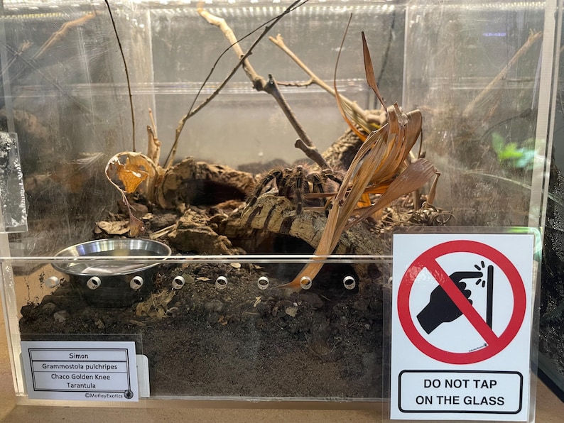 Warning Signs for Terrarium /Vivarium -Laminated Tarantula, Reptile, Snake, Lizard, Gecko, Snail, Invertebrate, Ants, Spider, Exotic Pets 5 Do Not Tap Glass