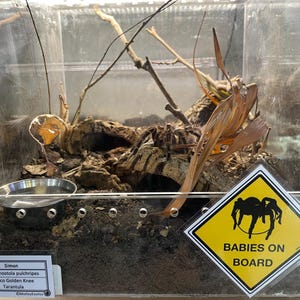 Warning Signs for Terrarium /Vivarium -Laminated Tarantula, Reptile, Snake, Lizard, Gecko, Snail, Invertebrate, Ants, Spider, Exotic Pets 7 Babies on Board T