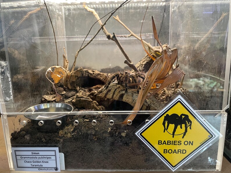 Warning Signs for Terrarium /Vivarium -Laminated Tarantula, Reptile, Snake, Lizard, Gecko, Snail, Invertebrate, Ants, Spider, Exotic Pets 7 Babies on Board T