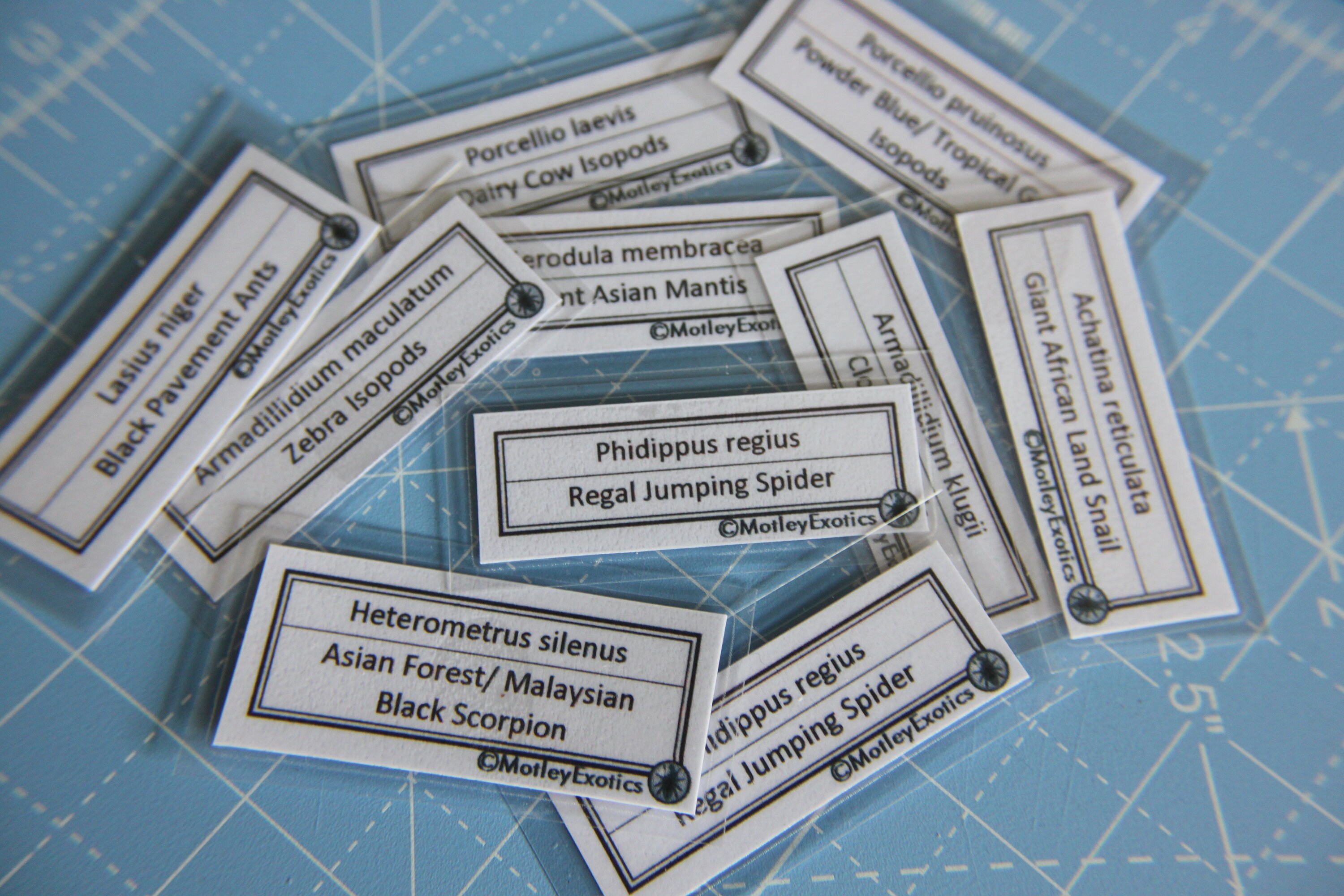 Small Terrarium Label Laminated Enclosure Label Exotic Pet Etsy