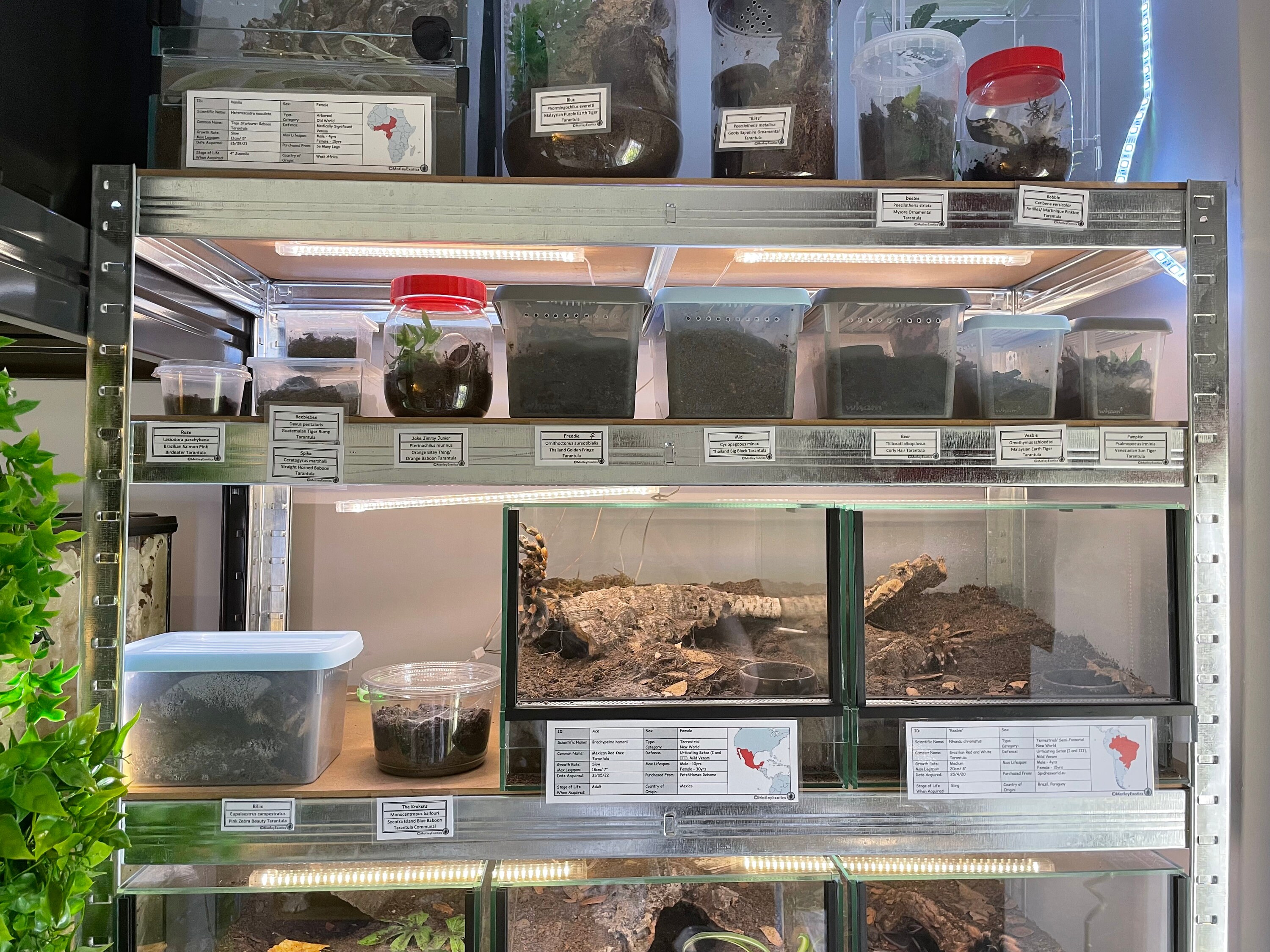 Small Terrarium Label Laminated Enclosure Label Exotic Pet Etsy UK